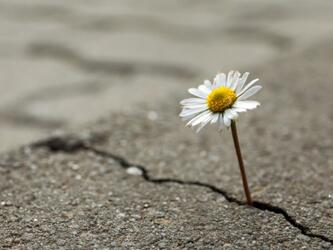 Flower growing in crack in road